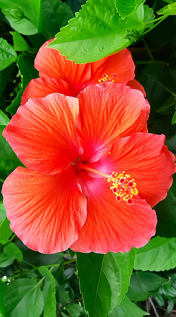 Boldly Beautiful, orange, pink, hibiscus, plant, flower HD phone wallpaper