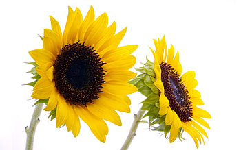 Sunflower, yellow, nature, flovers, sun HD wallpaper