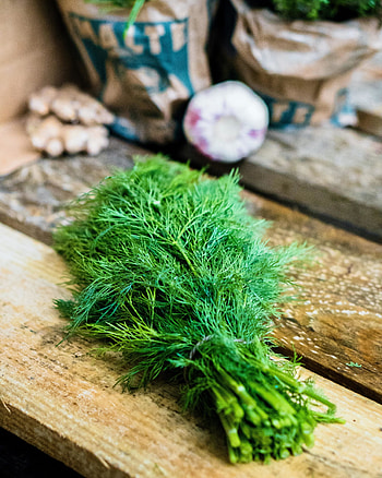 Dill's charm, Herbaceous delight, Culinary essential, Fragrant foliage HD phone wallpaper