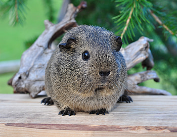 Animals, Beautiful, Animal, Guinea Pig, Rodent HD wallpaper