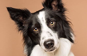 Border Collie, caine, dog, white, black, falkirk scotland, face HD wallpaper