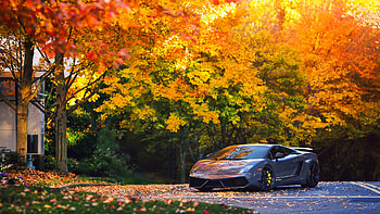 Autumn, Lamborghini Gallardo HD wallpaper