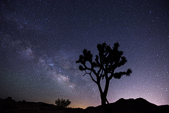 Nature, Stars, Silhouette, Wood, Tree, Starry Sky, Evening HD wallpaper