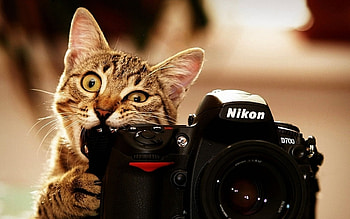 Animals, Cats, Objects HD wallpaper