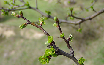 Spring, branch, bud, green, leaf, nature HD wallpaper