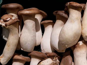Oyster mushrooms, King oyster mushroom, Culinary delight, Gourmet ingredient HD wallpaper