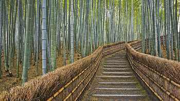 bamboo, Bamboo's allure, Nature's masterpiece, Breathtaking beauty HD wallpaper