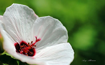 Austin Botanical Garden XI., softness, graphy, , spring, summer, abstract, flower, close-up, nature, macro HD wallpaper