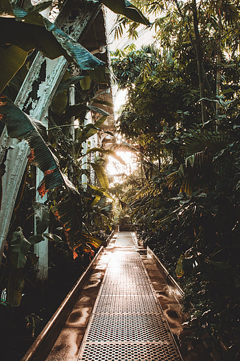 Plants, Nature, Leaves, Track, Greenhouse HD phone wallpaper