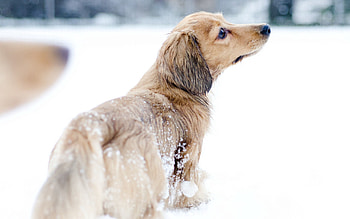 Animals, Snow, Dog, Stroll, Playful HD wallpaper