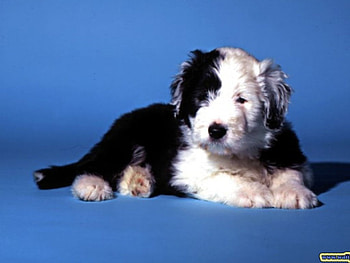 Black and white dog, dogs, animals HD wallpaper