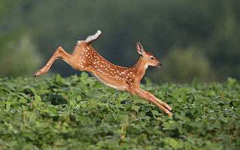 Deer, animal, running, fawn, green, jump, caprioara HD wallpaper