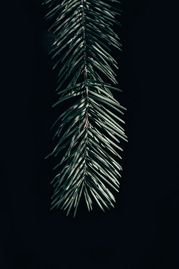 Nature, Needle, Dark, Branch, Spruce, Fir HD phone wallpaper
