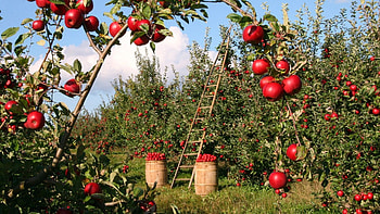 Apple Tree, Garden , Nature HD wallpaper