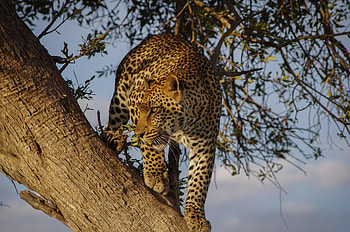 Animals, Wood, Leopard, Tree, Predator, Big Cat, Sight, Opinion HD wallpaper