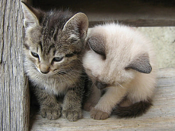 Together, sweet, Cats, Two, Cute HD wallpaper