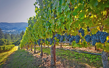 Best wineries in Napa Valley, Wine tour, Wine lovers, Must-visit spots HD wallpaper