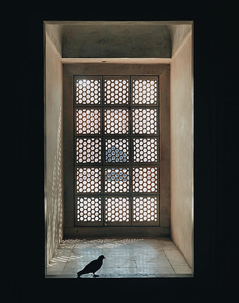 Silhouette, Miscellanea, Miscellaneous, Window, Room, Dove HD phone wallpaper
