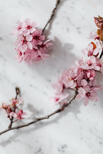 Delicate cherry blossoms resting on a marble surface, capturing spring's elegant beauty. HD phone wallpaper