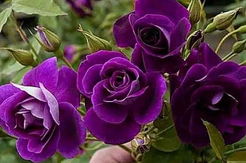 purple roses, graphy, roses, nature, flowers, beauty HD wallpaper