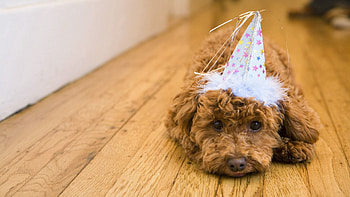 Animals, To Lie Down, Lie, Dog, Muzzle, Floor, Parquet HD wallpaper
