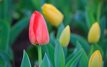 Tulips, yellow, red, fields, nature HD wallpaper