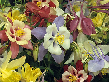melody of color, blossoms, floral, garden, nature, flowers HD wallpaper