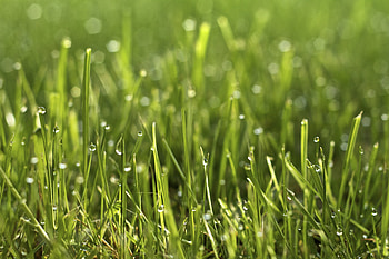 Grass, Drops, Plant, Macro HD wallpaper