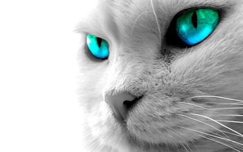 6 Plus : Animal HD wallpaper