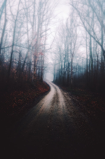 Nature, Trees, Autumn, Forest, Fog, Path HD phone wallpaper