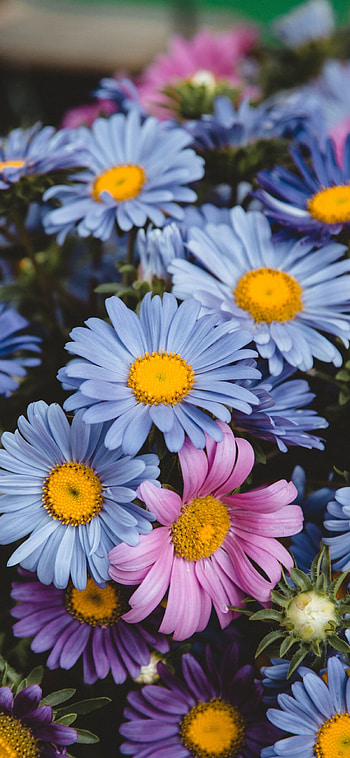 Daisies, Flower Bouquet HD phone wallpaper