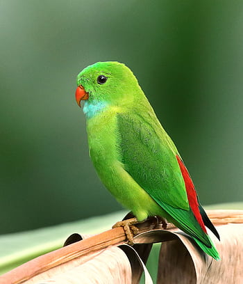 A vibrant green parrot with colorful plumage perched on a branch in a tropical setting. HD phone wallpaper