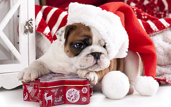 Christmas puppy, animal, dog, puppy, craciun, christmas, cute, santa hat, french bulldog HD wallpaper