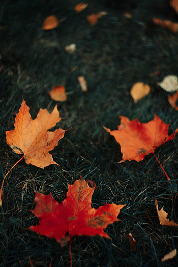 Grass, Autumn, Leaves, Macro, Maple HD phone wallpaper