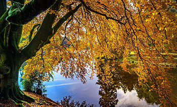 Golden branches over lake, river, golden, fall, tree, lake, reflection, branches, autumn, foliage HD wallpaper
