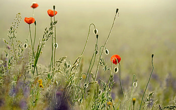 Poppy field, meadow, beautiful, grass, lonely, nice, summer, poppies, delicate, pretty, field, red, nature, flowers, lovely, harmony HD wallpaper