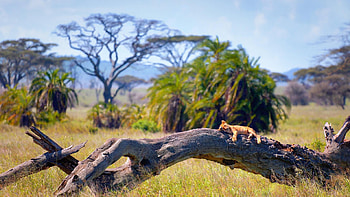 Tanzania, Introduction video, Must-visit destinations, Travel inspiration HD wallpaper