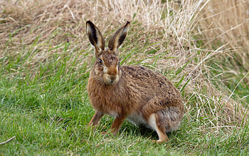 Furry hare, Animal portrait, Majestic pose, Nature's beauty HD wallpaper