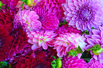 Dahlia, leaf, nature, flower HD wallpaper