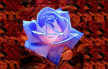 For Barb, rose, ginger rogers, blue and pink, flower HD wallpaper
