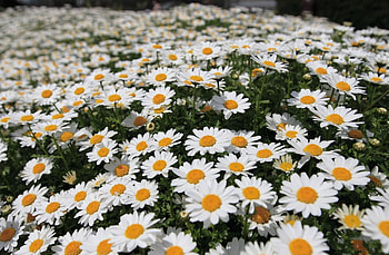 Flowers, Camomile, Blur, Smooth, Greens, Polyana, Glade HD wallpaper
