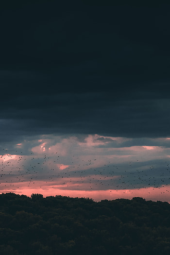 Nature, Birds, Trees, Twilight, Clouds, Dark, Dusk HD phone wallpaper