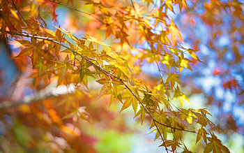 Nature, Autumn, Leaves, Wood, Tree, Branch HD wallpaper