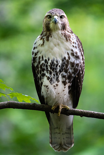 Animals, Bird, Branch, Predator, Sight, Opinion, Hawk HD phone wallpaper