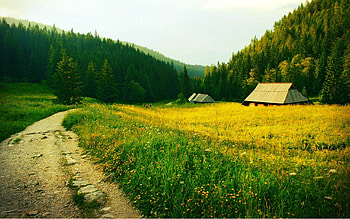 Nature, Trees, Grass, Field, Path, Trail HD wallpaper