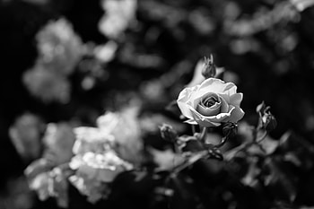 Flowers, Flower, Rose Flower, Rose, Bloom, Flowering, Bw, Chb, Buds HD wallpaper