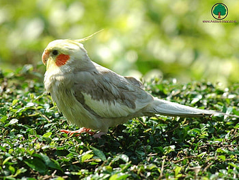 adi, birds, animals HD wallpaper