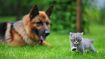 Animals, Grass, Kitty, Kitten, Dog, Blur, Smooth, Stroll HD wallpaper