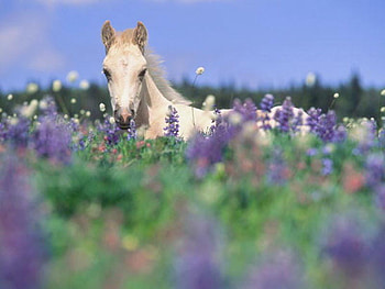 in flowers, horse, white, flowers, field HD wallpaper