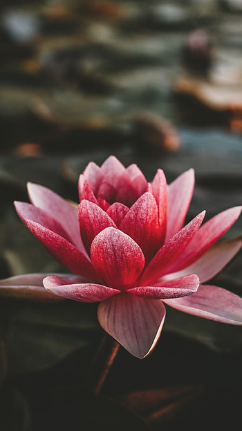 Pink lotus flowers, Portrait graphy, Stunning bloom, Captivating visuals HD phone wallpaper
